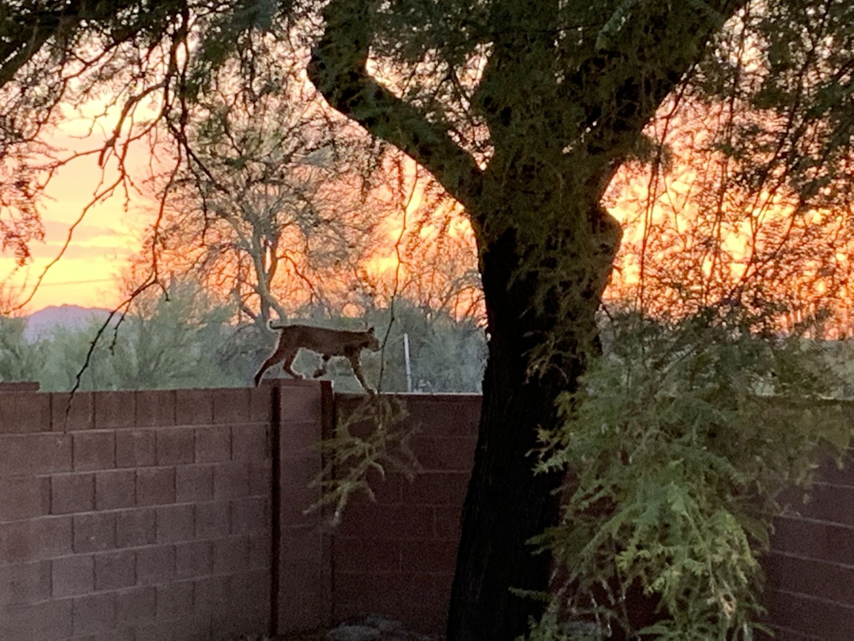 Bobcat at sunset